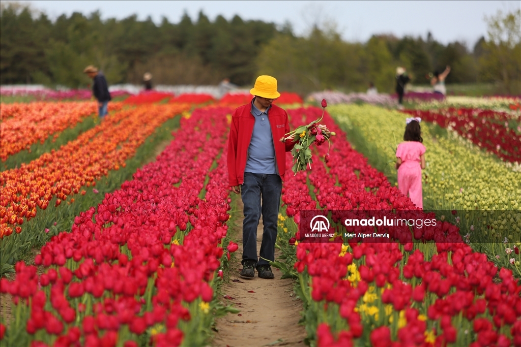 Fenwick Tulip Pick Farm in Canada