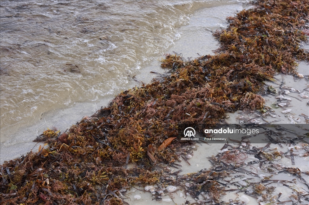 Sargassum deniz yosunu kütlesinin Meksika Körfezi'nden ilerleyerek Florida kıyılarına yöneldi
