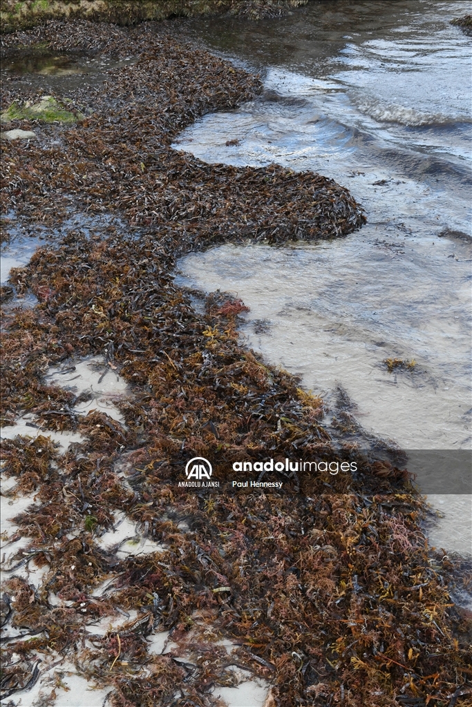 Sargassum deniz yosunu kütlesinin Meksika Körfezi'nden ilerleyerek Florida kıyılarına yöneldi