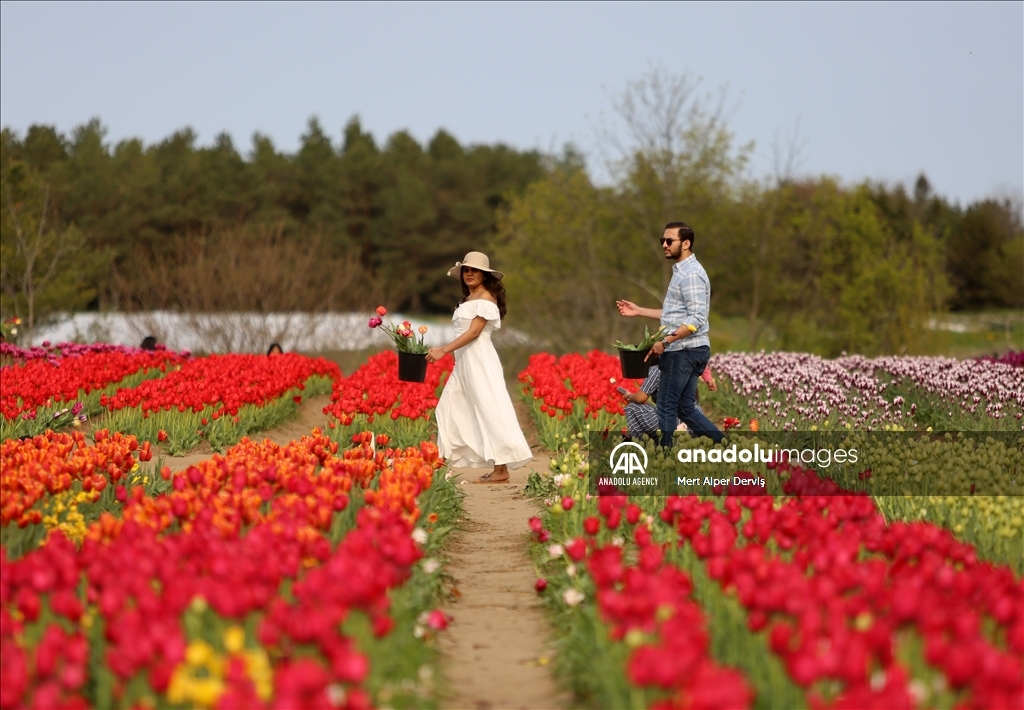 Fenwick Tulip Pick Farm in Canada