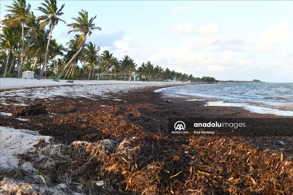 Sargassum deniz yosunu kütlesinin Meksika Körfezi'nden ilerleyerek Florida kıyılarına yöneldi