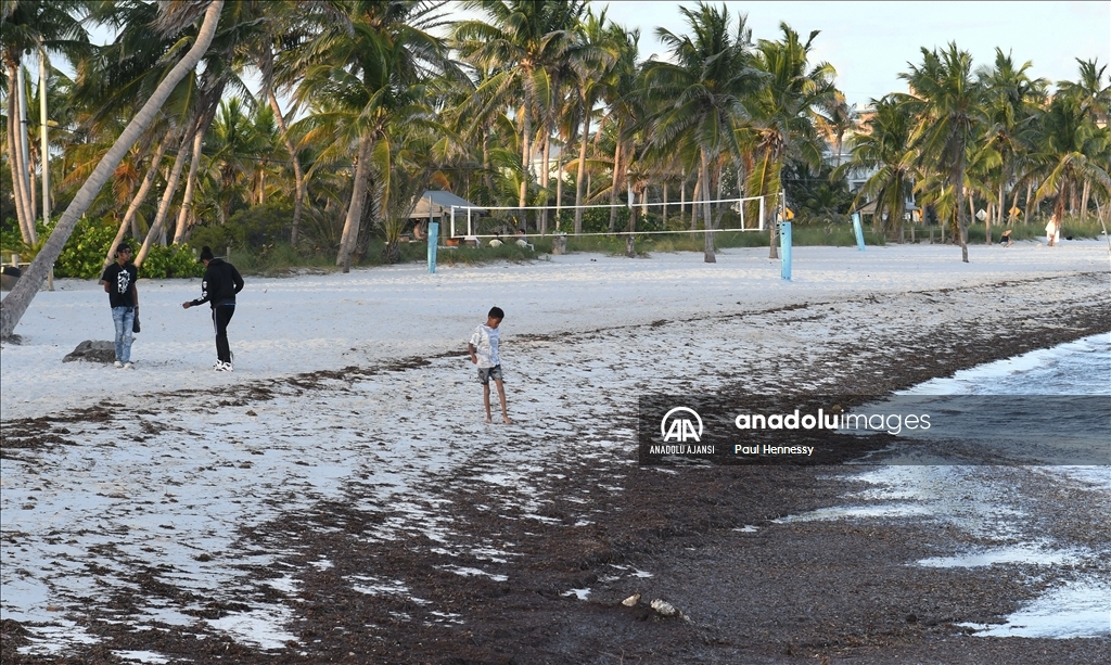 Sargassum deniz yosunu kütlesinin Meksika Körfezi'nden ilerleyerek Florida kıyılarına yöneldi