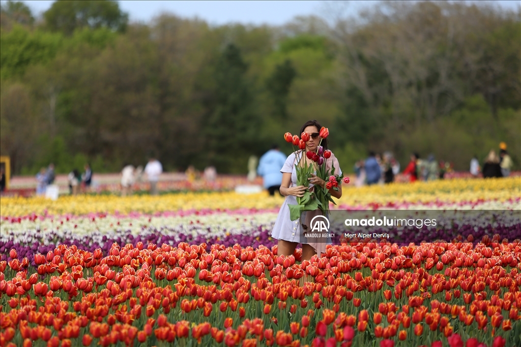 Fenwick Tulip Pick Farm in Canada