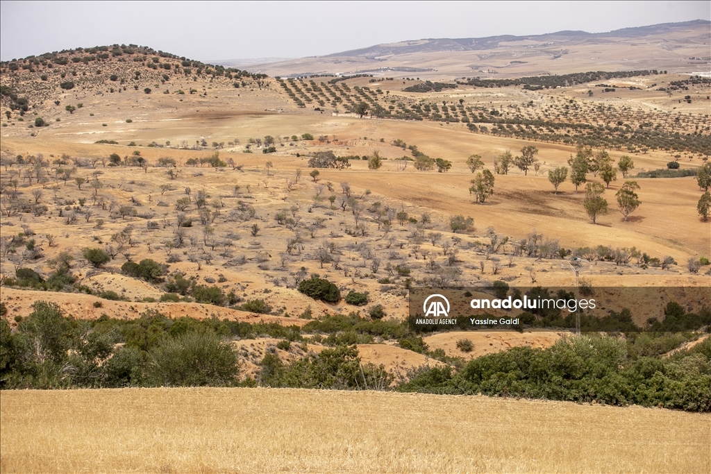 Drought threatens grain production and livestock in Tunisia