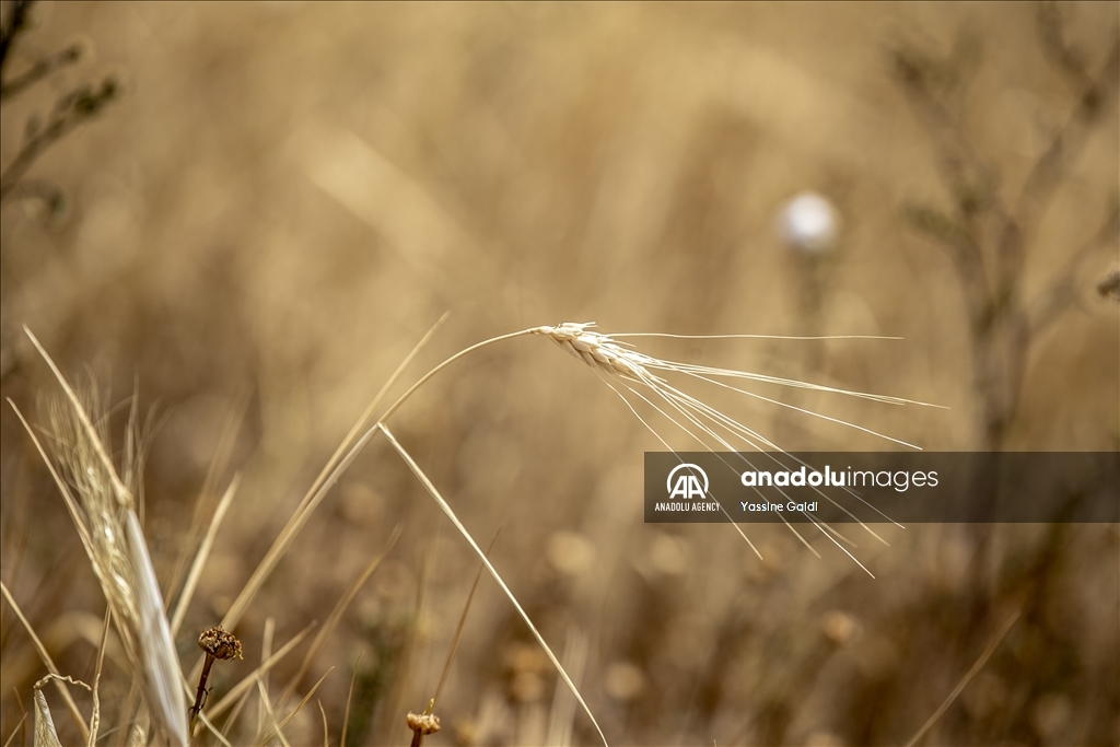 Drought threatens grain production and livestock in Tunisia