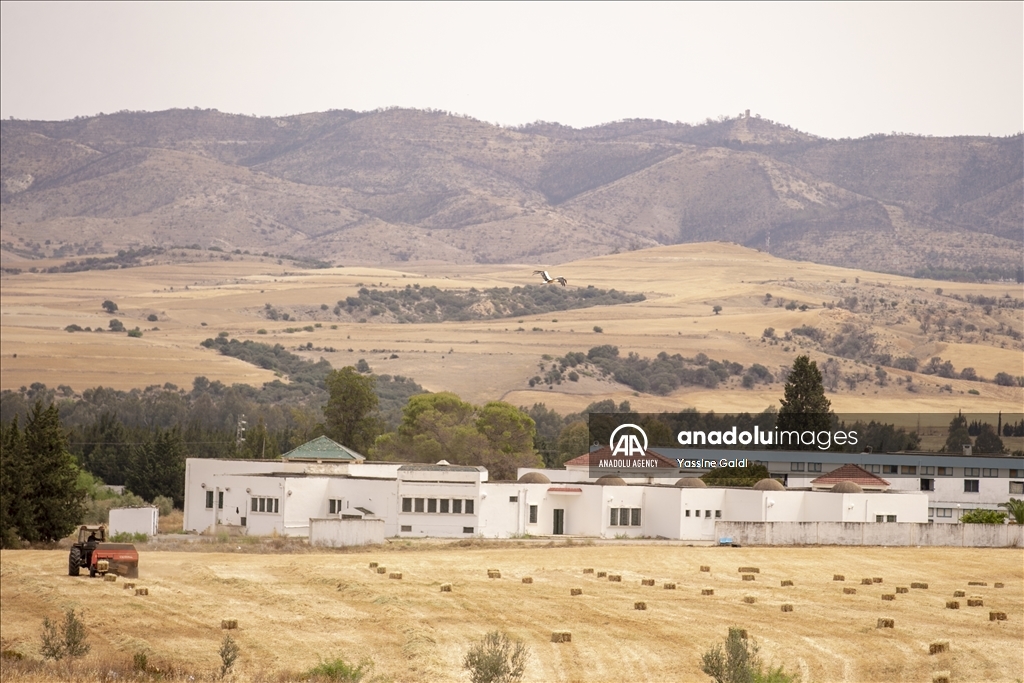 Drought threatens grain production and livestock in Tunisia