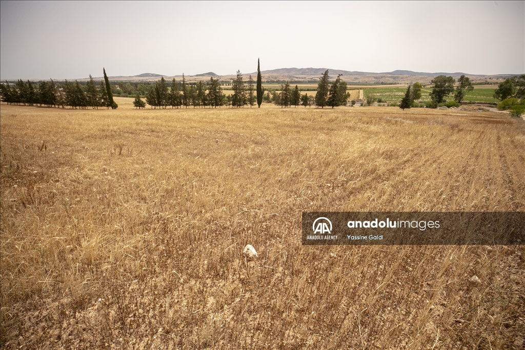 Drought threatens grain production and livestock in Tunisia