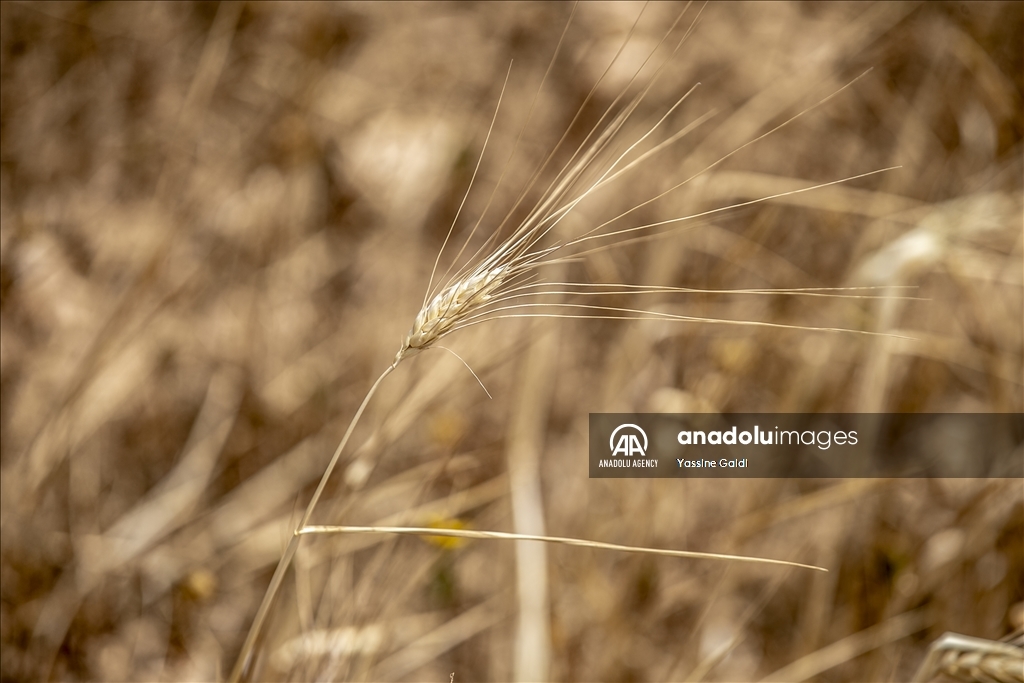 Drought threatens grain production and livestock in Tunisia