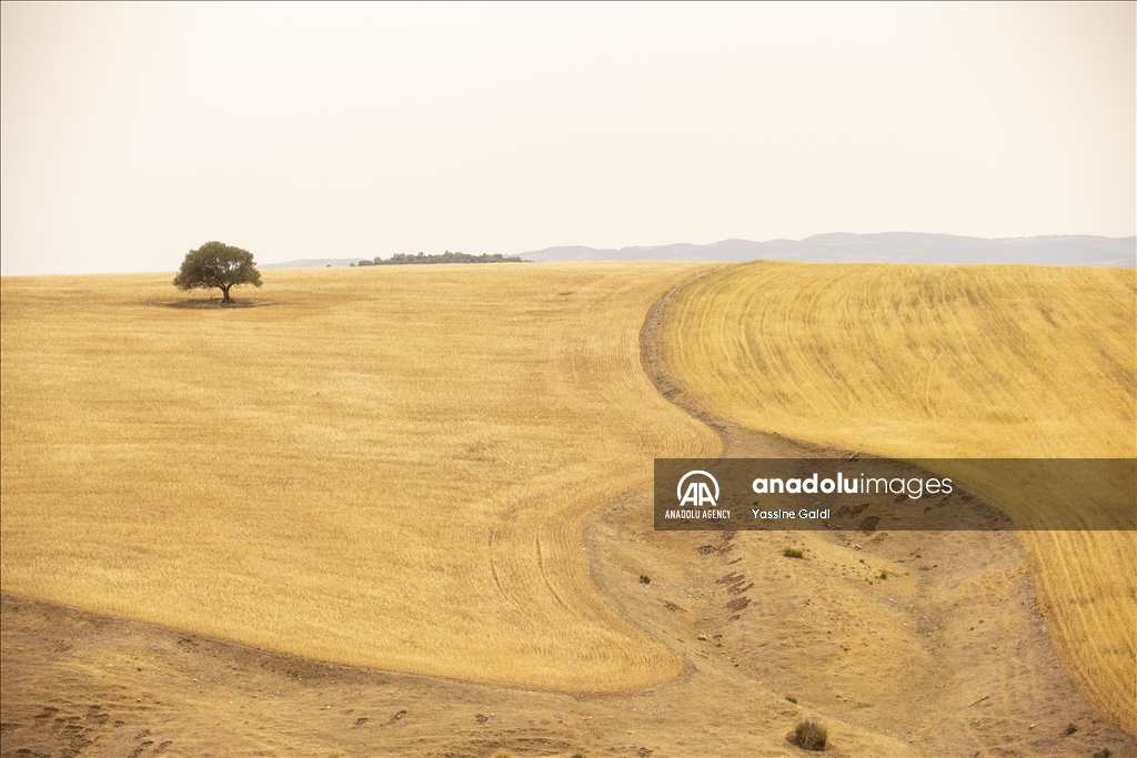 Drought threatens grain production and livestock in Tunisia