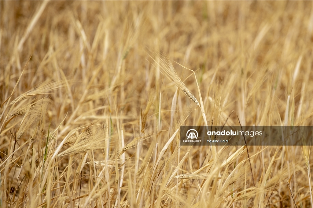 Drought threatens grain production and livestock in Tunisia