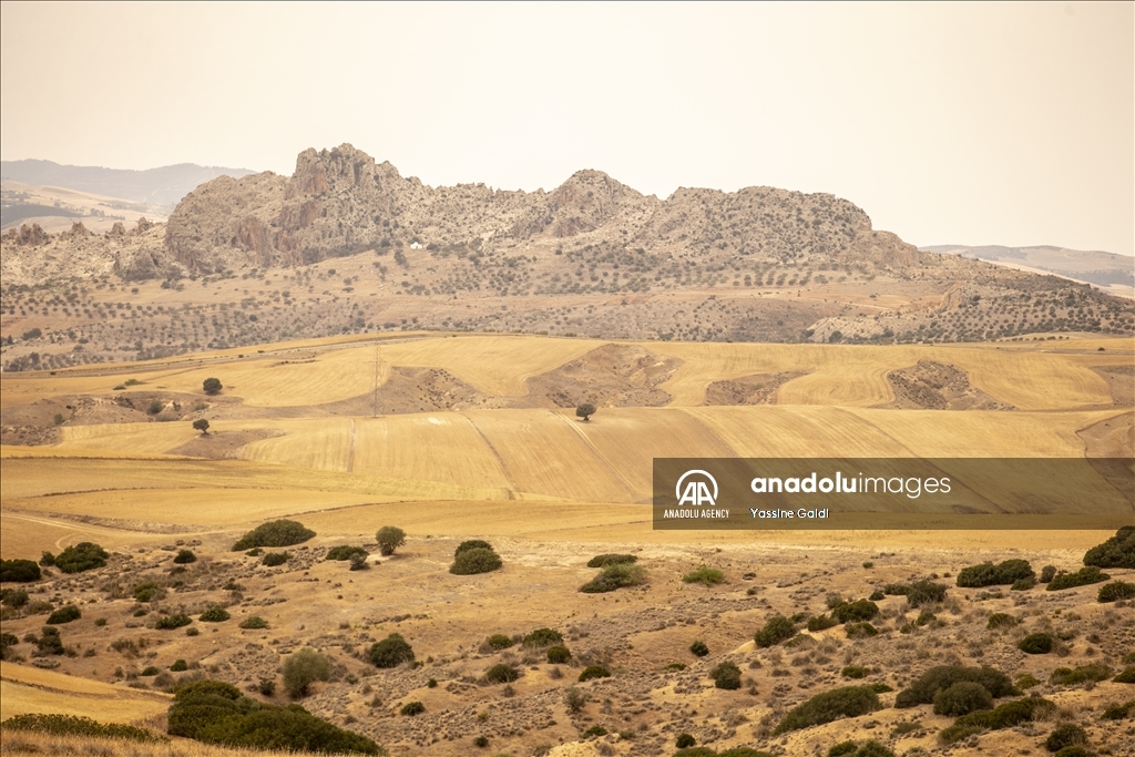 Drought threatens grain production and livestock in Tunisia