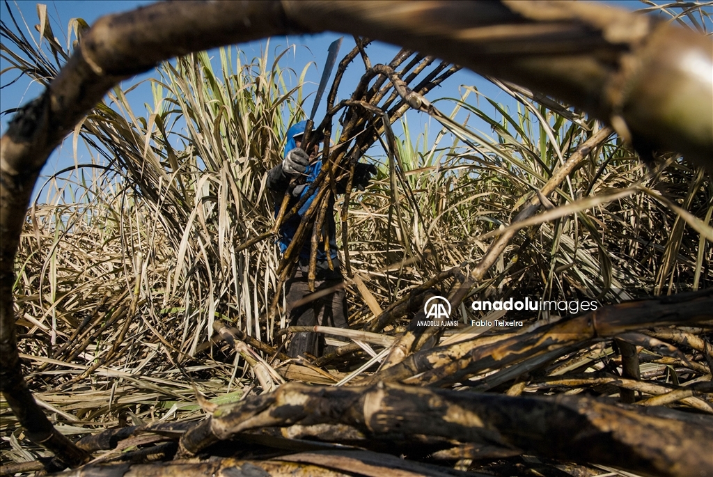 14 Mayıs Dünya Çiftçiler Günü