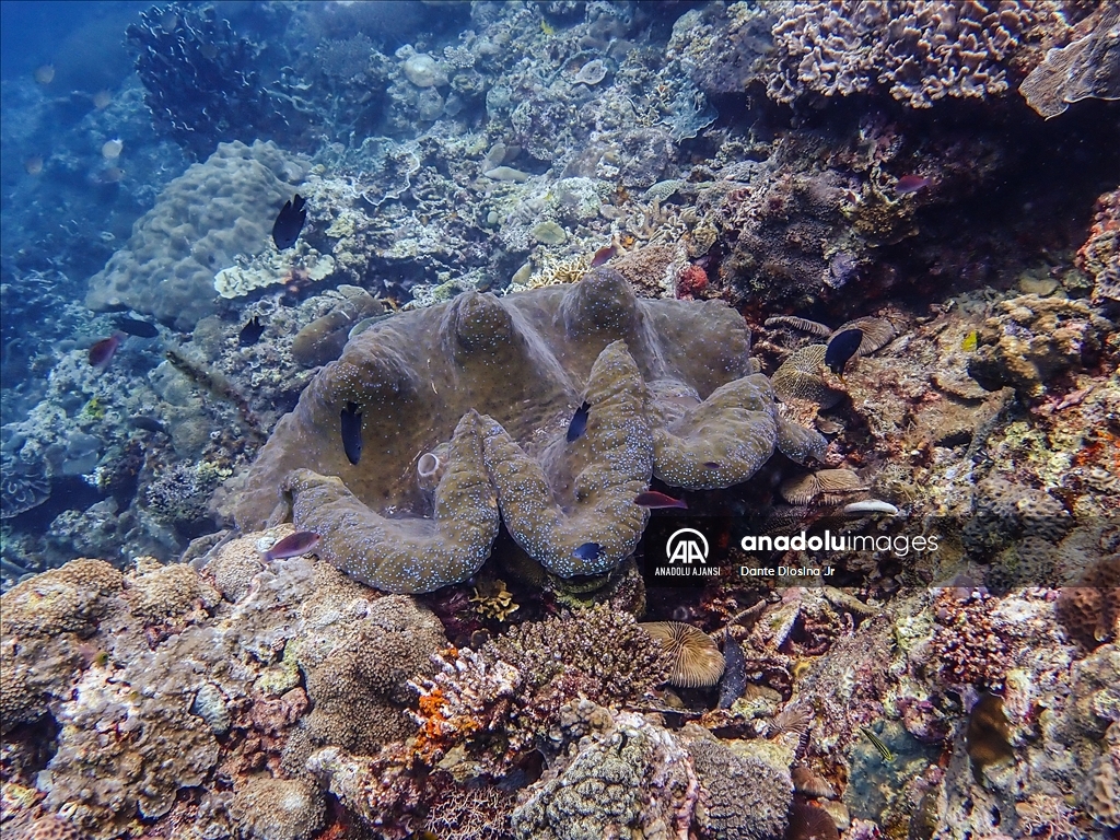 Filipinler'de ender bulunan deniz canlısı türü olan Dev İstiridye Batangas'ta görüntülendi