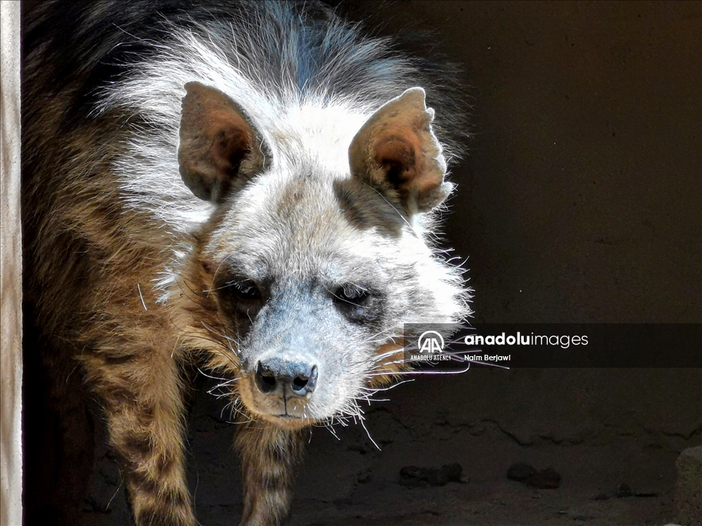 الضبع المخطط.. حيوان نادر في لبنان يواجه خرافات