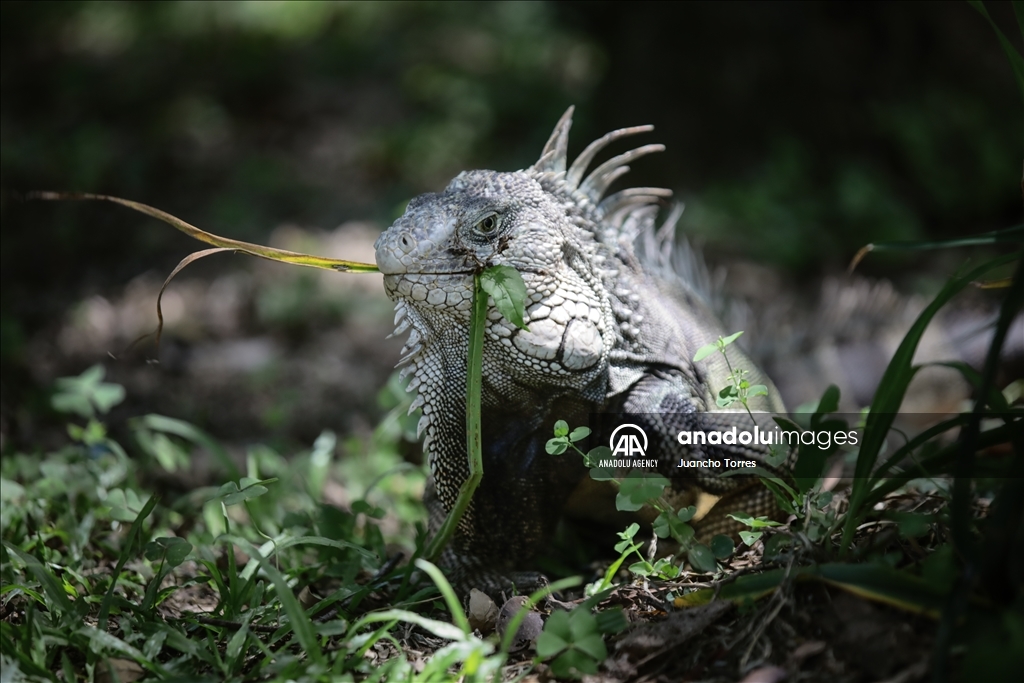 Медельина: тропический и животный мир Южной Америки