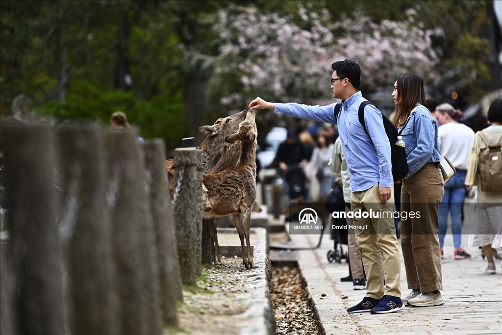 Japon kültürünün beşiği: Nara