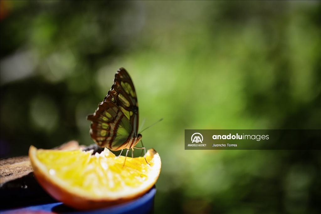 Медельина: тропический и животный мир Южной Америки