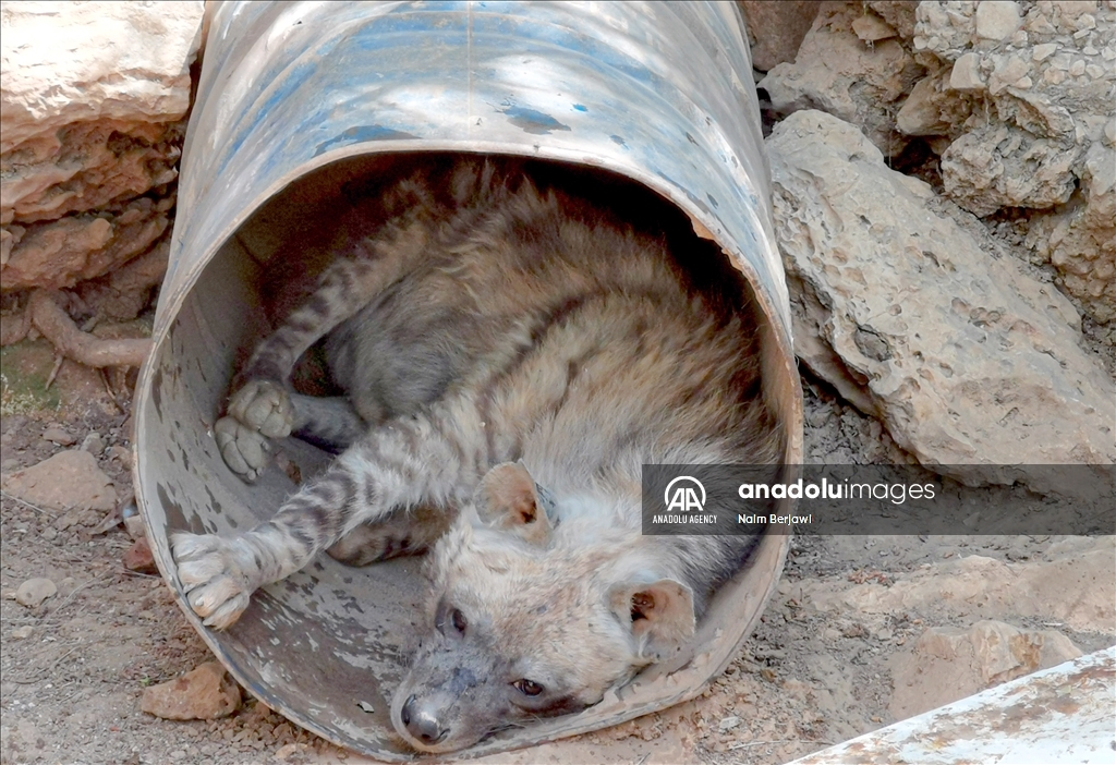 الضبع المخطط.. حيوان نادر في لبنان يواجه خرافات