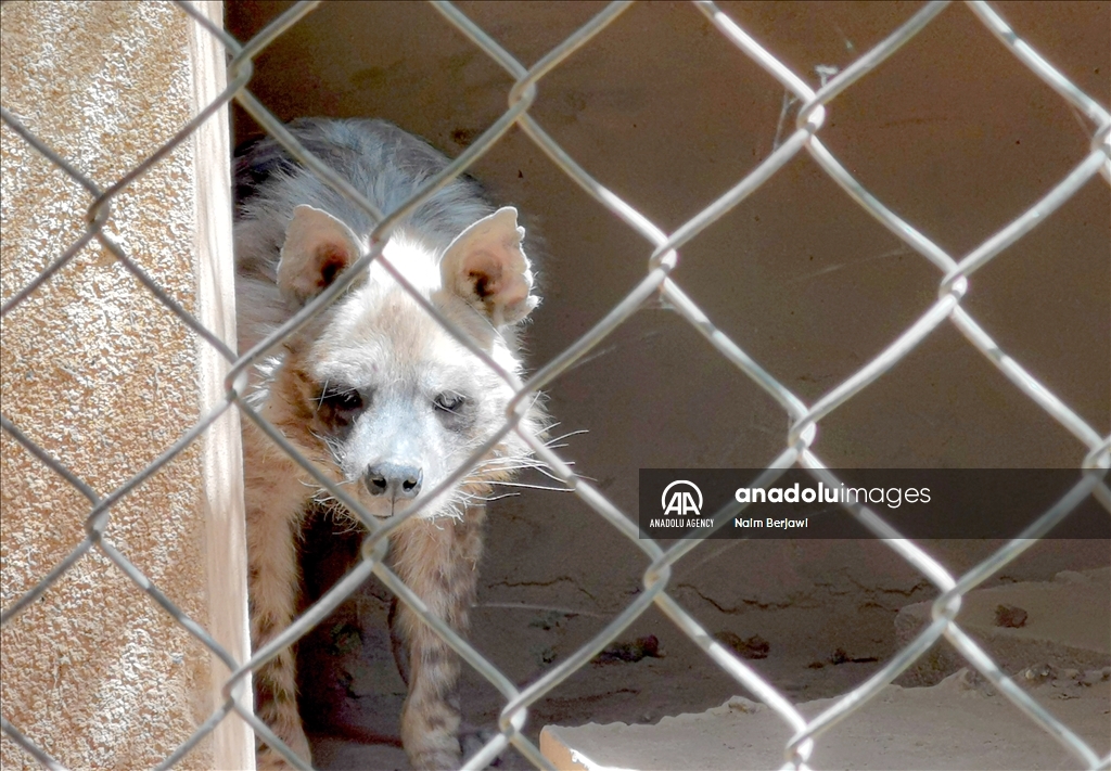 الضبع المخطط.. حيوان نادر في لبنان يواجه خرافات