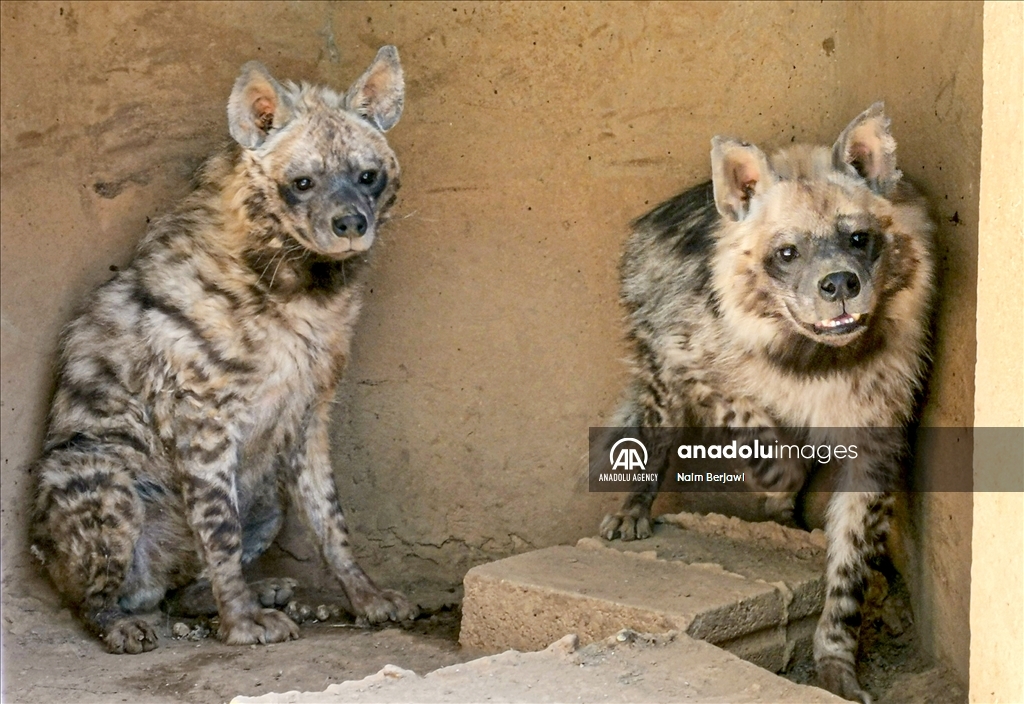 الضبع المخطط.. حيوان نادر في لبنان يواجه خرافات