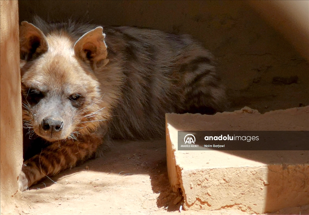 الضبع المخطط.. حيوان نادر في لبنان يواجه خرافات