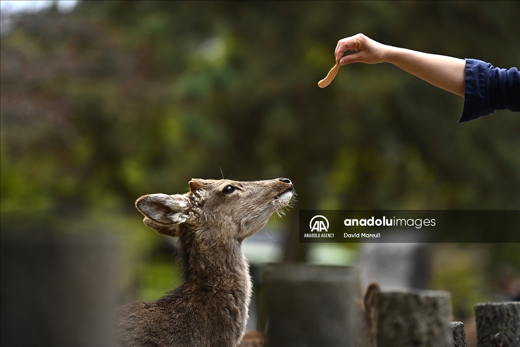 Nara, cradle of Japanese culture