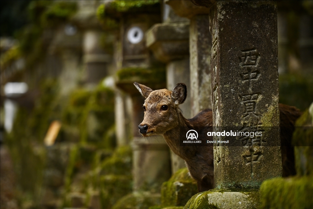 Japon kültürünün beşiği: Nara