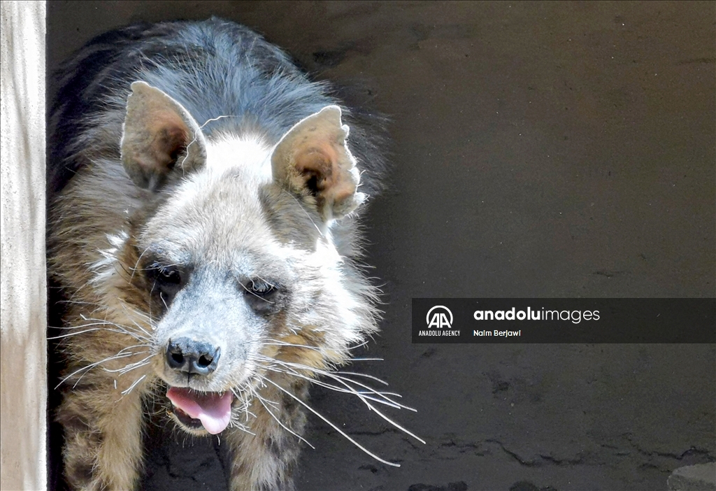 الضبع المخطط.. حيوان نادر في لبنان يواجه خرافات