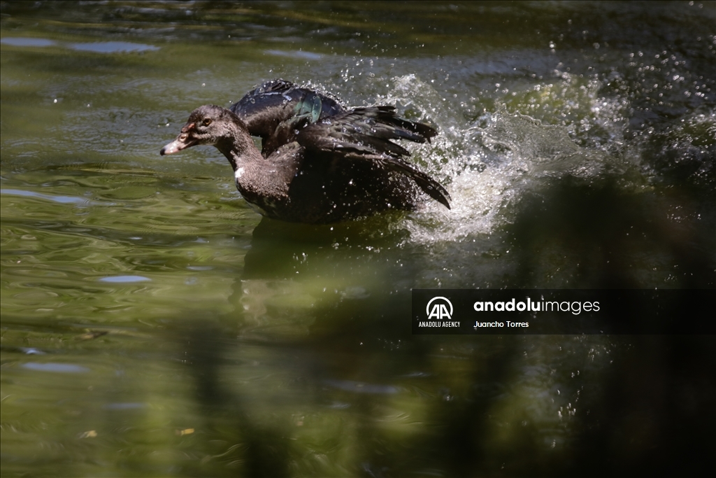 Медельина: тропический и животный мир Южной Америки