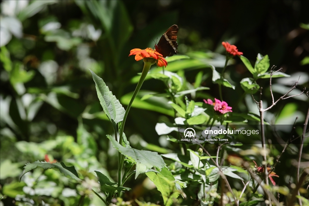 Медельина: тропический и животный мир Южной Америки