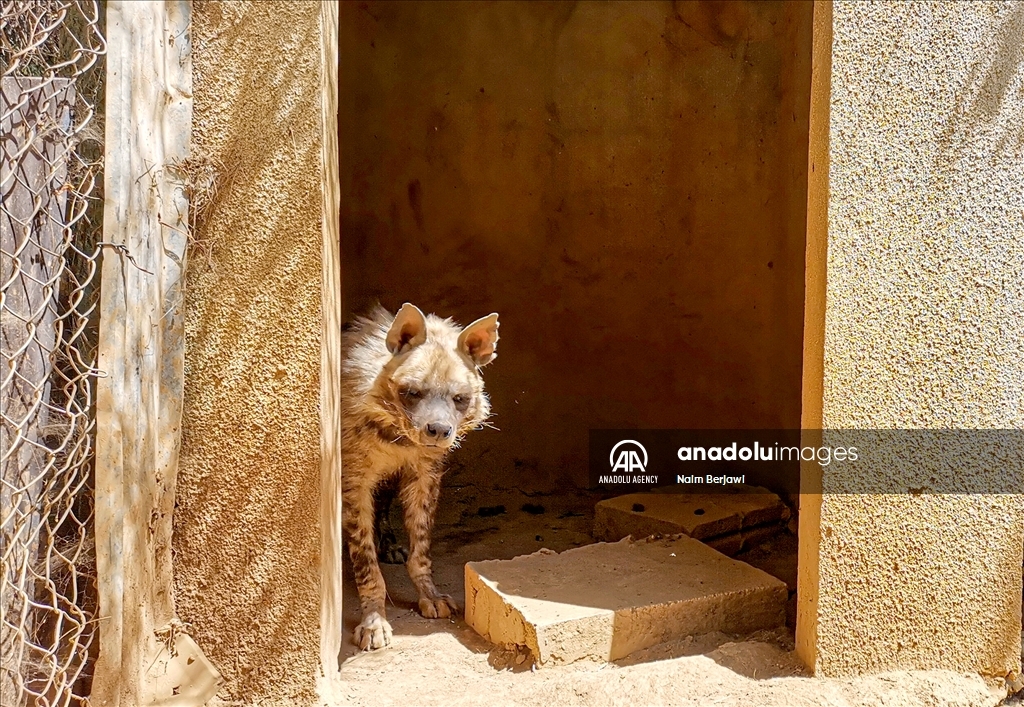 الضبع المخطط.. حيوان نادر في لبنان يواجه خرافات