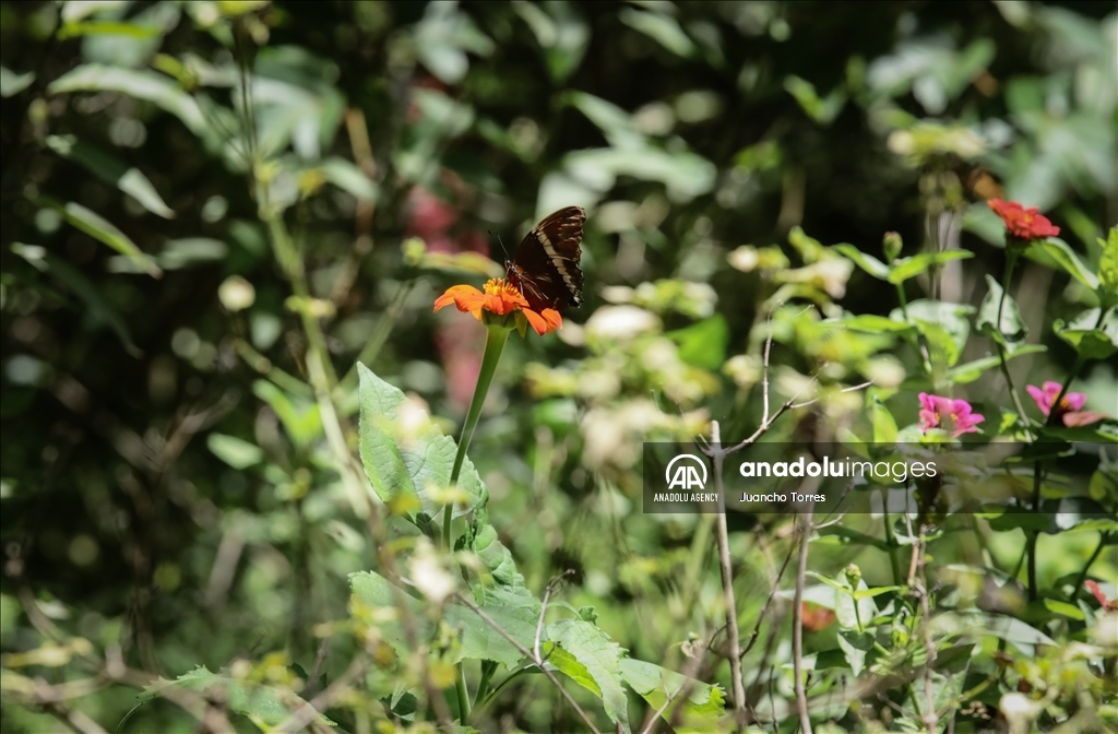 Медельина: тропический и животный мир Южной Америки