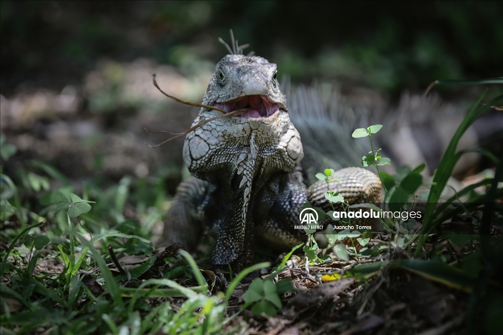 Медельина: тропический и животный мир Южной Америки
