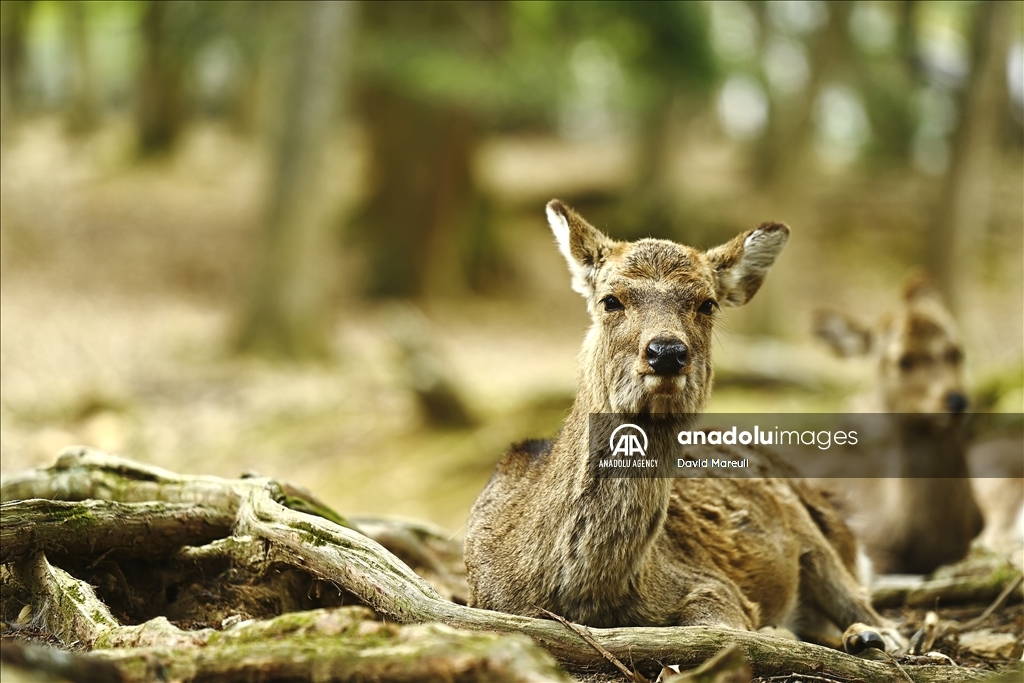 Nara, cradle of Japanese culture