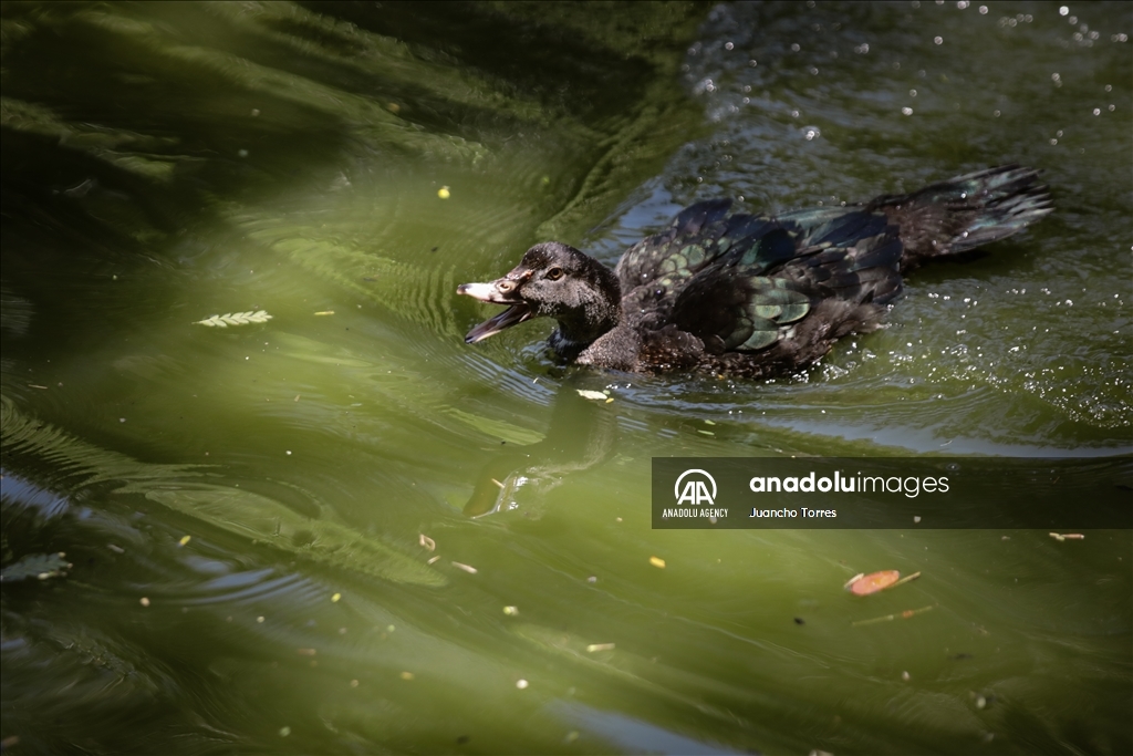 Медельина: тропический и животный мир Южной Америки