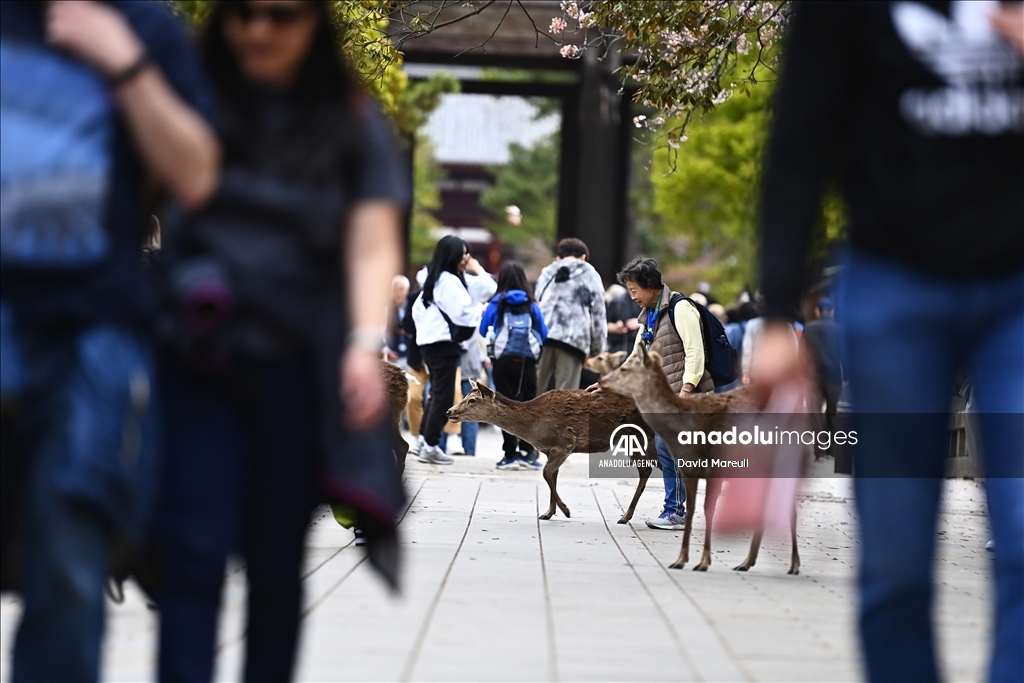 Nara, cradle of Japanese culture