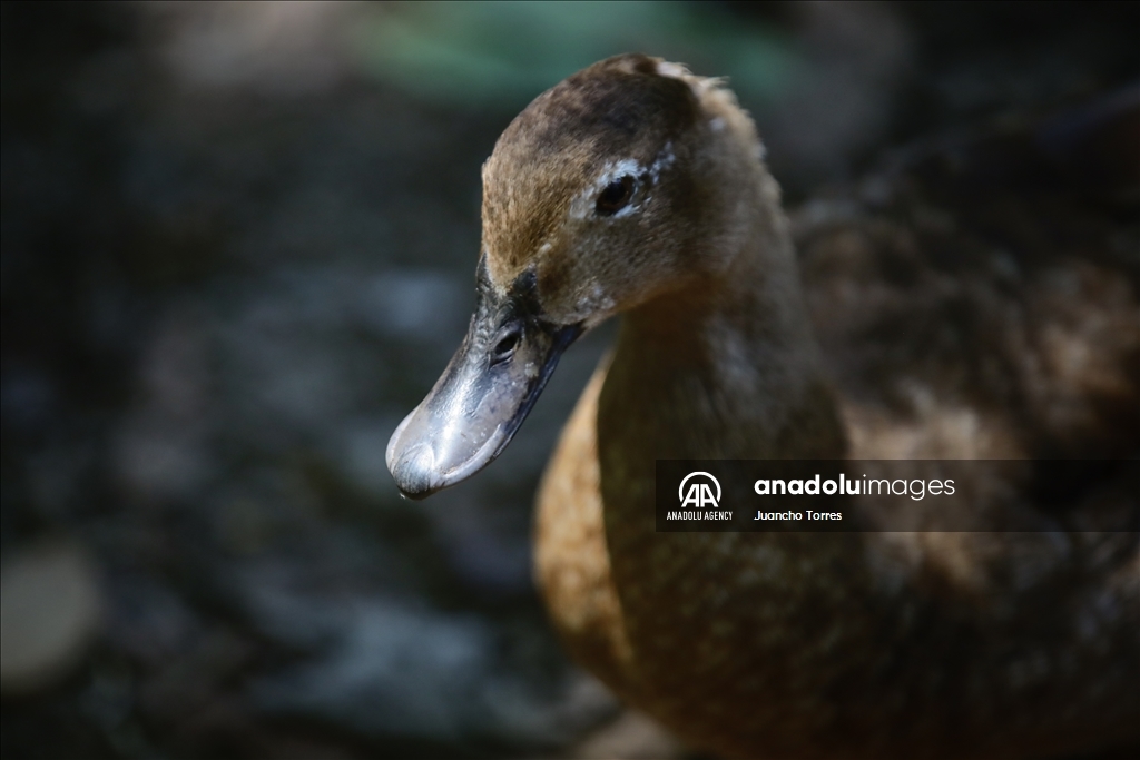 Медельина: тропический и животный мир Южной Америки