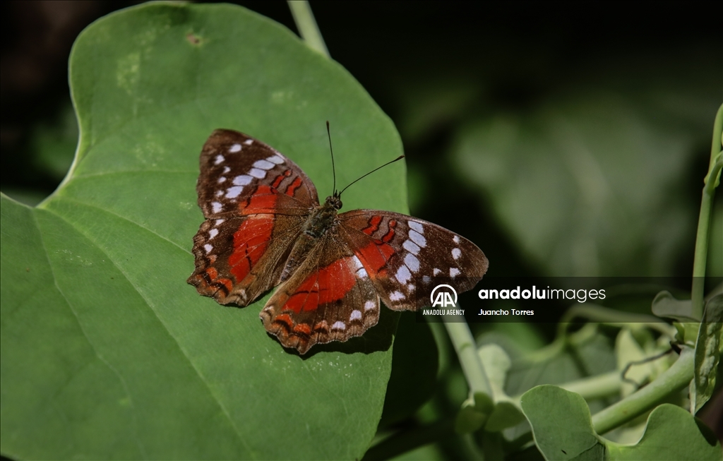 Медельина: тропический и животный мир Южной Америки