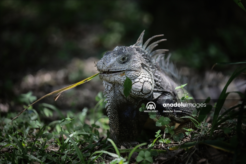 Медельина: тропический и животный мир Южной Америки