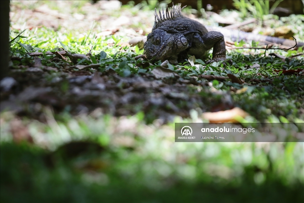 Медельина: тропический и животный мир Южной Америки