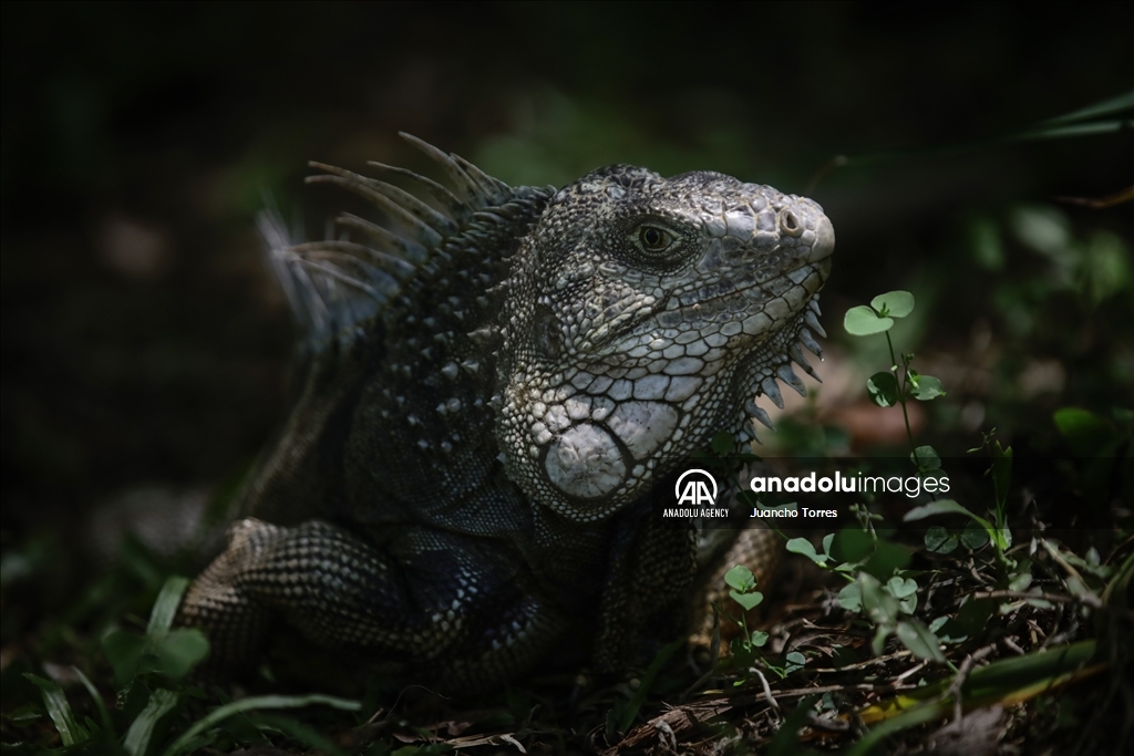 Медельина: тропический и животный мир Южной Америки