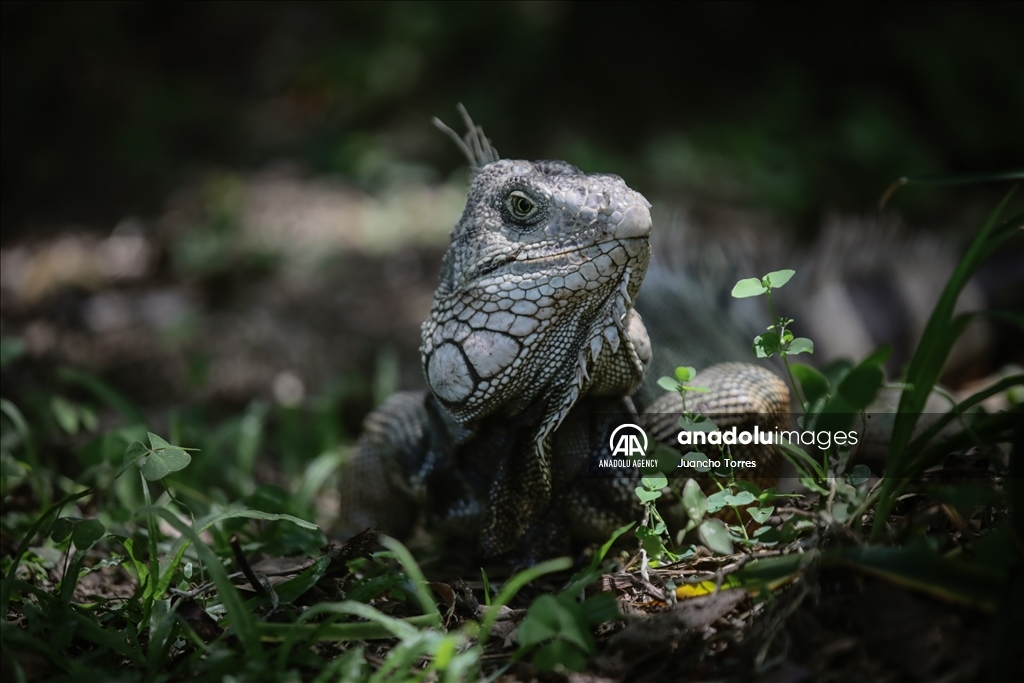 Медельина: тропический и животный мир Южной Америки