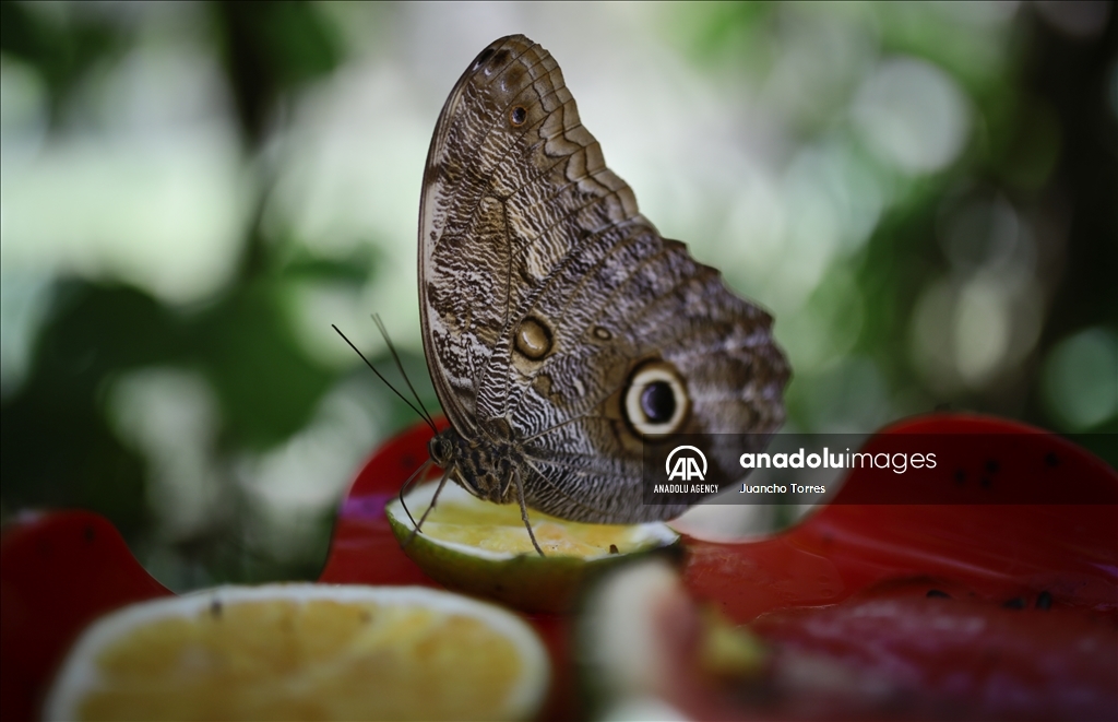 Медельина: тропический и животный мир Южной Америки