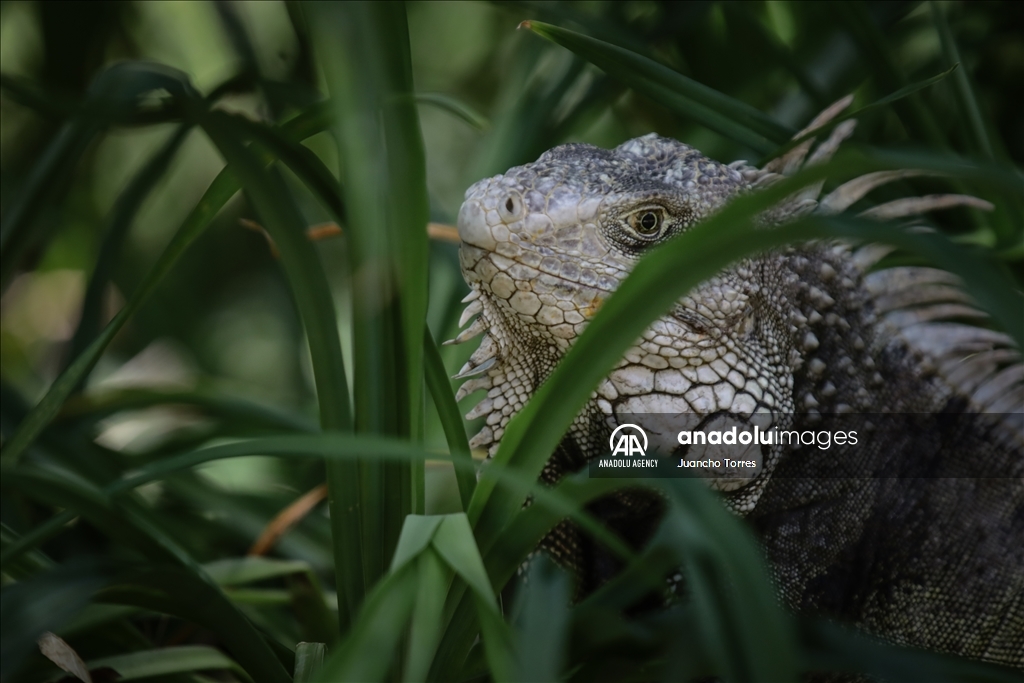 Медельина: тропический и животный мир Южной Америки