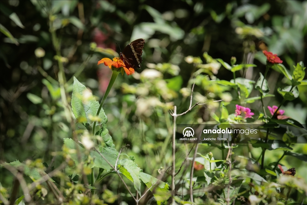 Медельина: тропический и животный мир Южной Америки