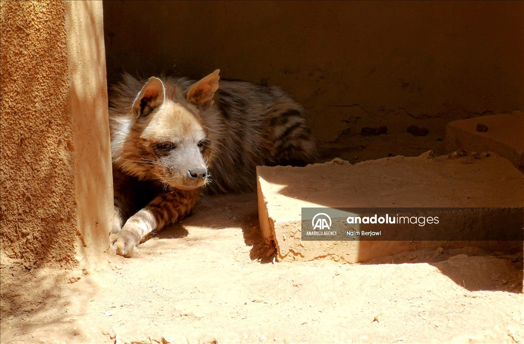 الضبع المخطط.. حيوان نادر في لبنان يواجه خرافات