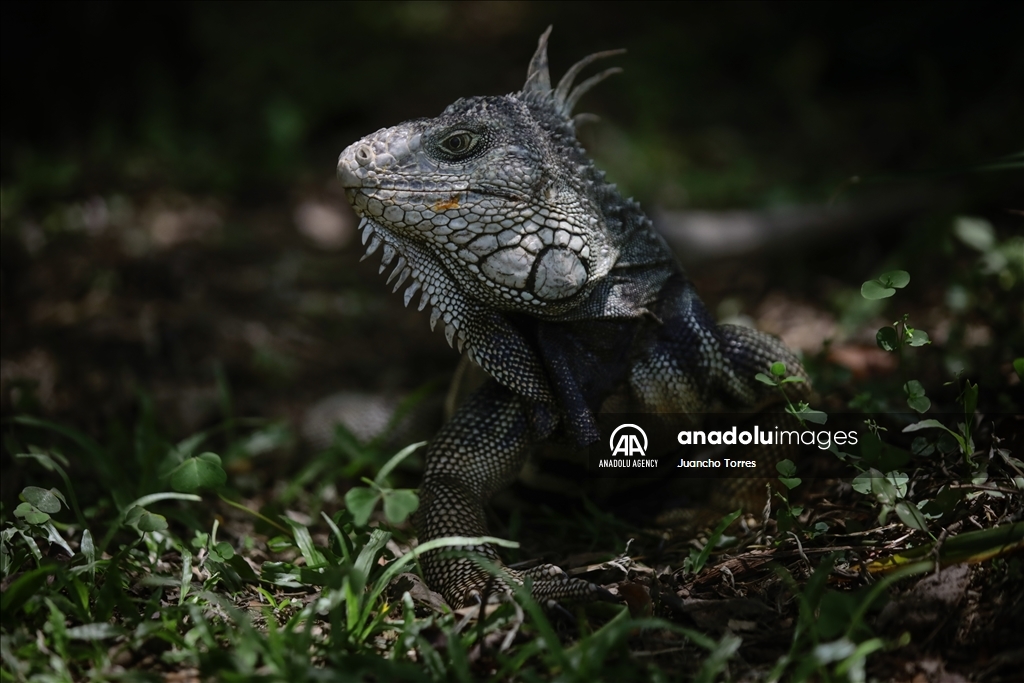 Медельина: тропический и животный мир Южной Америки