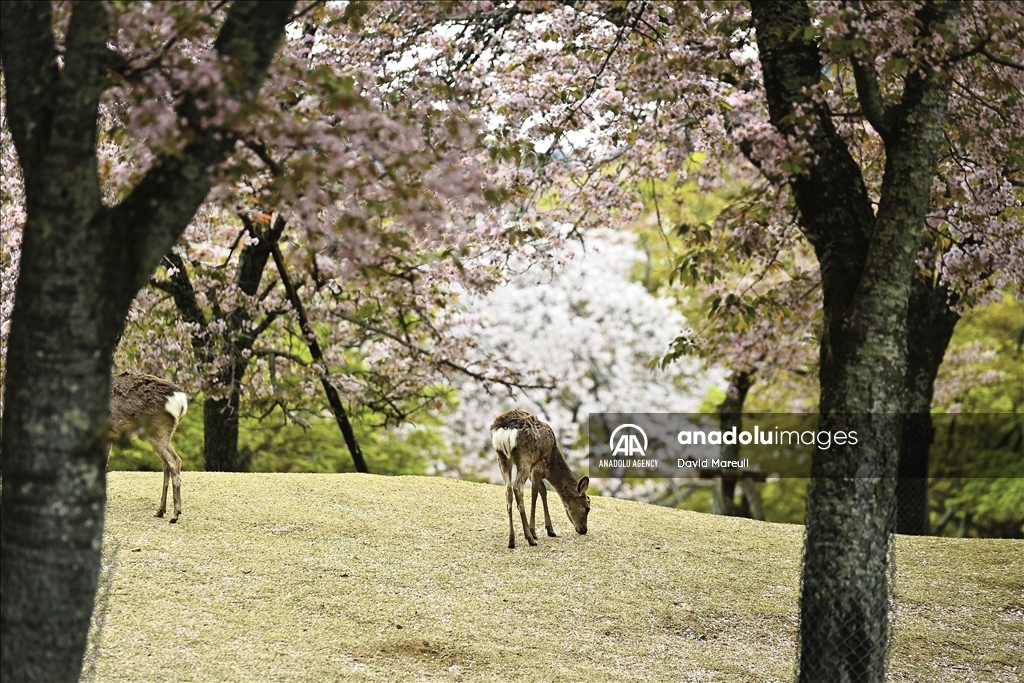 Nara, cradle of Japanese culture