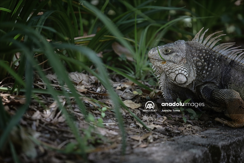 Медельина: тропический и животный мир Южной Америки