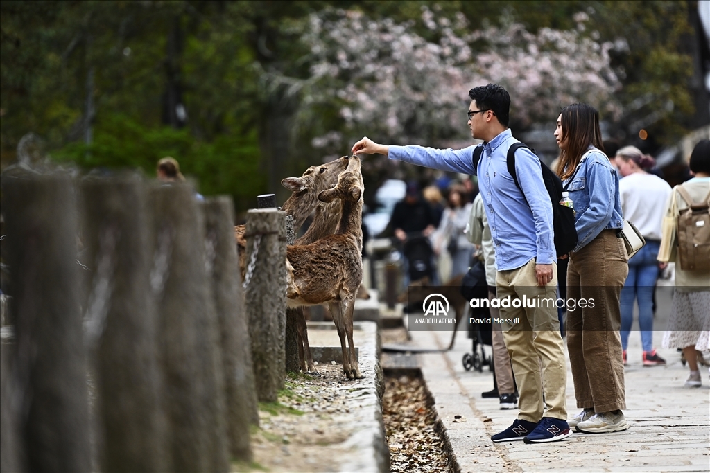 Nara, cradle of Japanese culture